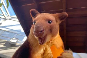 Tree Kangaroo Smiling - Australian Endangered Animals - WILD LIFE Sydney Zoo