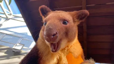 Tree Kangaroo Smiling - Australian Endangered Animals - WILD LIFE Sydney Zoo