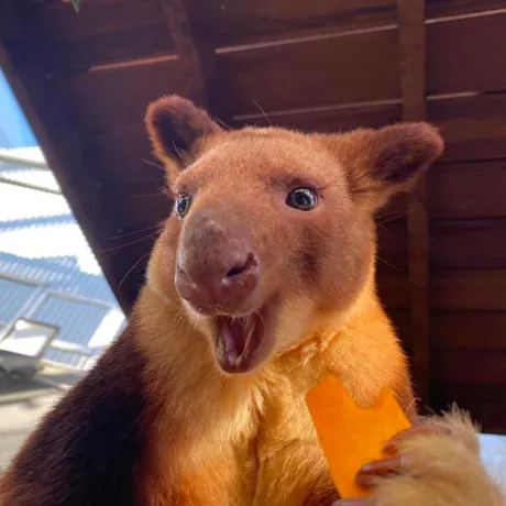 Tree Kangaroo Smiling - Australian Endangered Animals - WILD LIFE Sydney Zoo