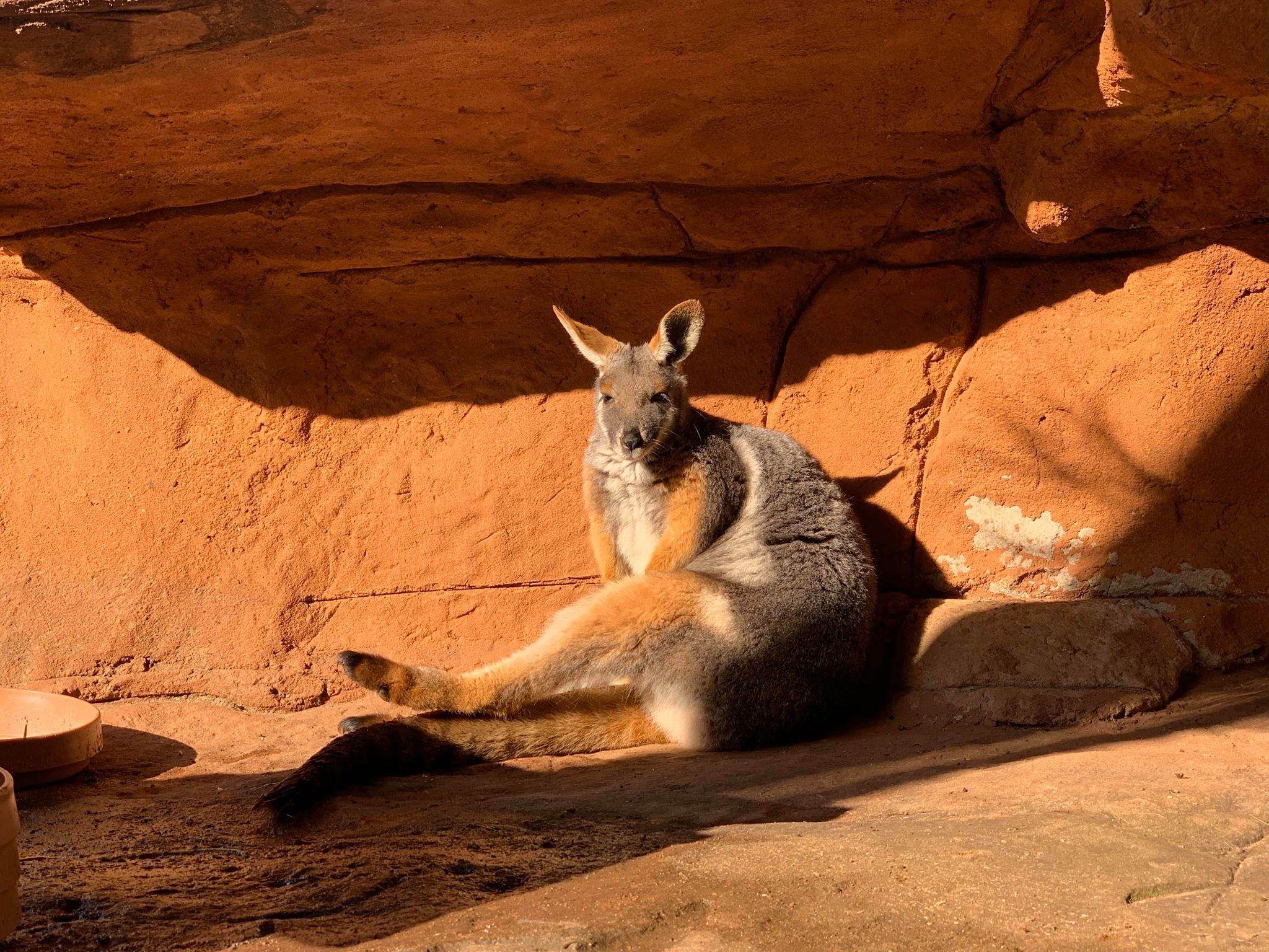 Yellow Footed Rock Wallaby7