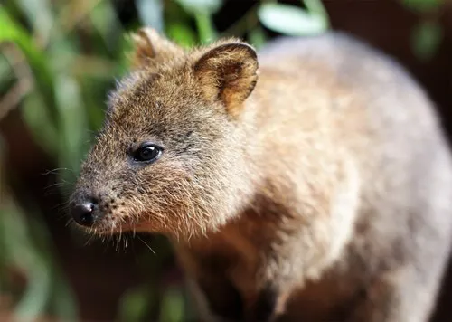 Close Up Quokka