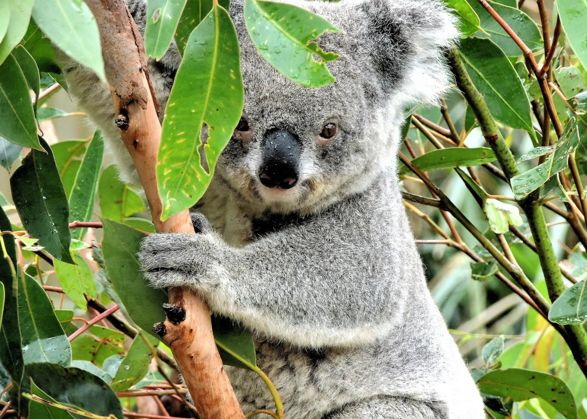 Koala WILD LIFE Sydney Zoo 02