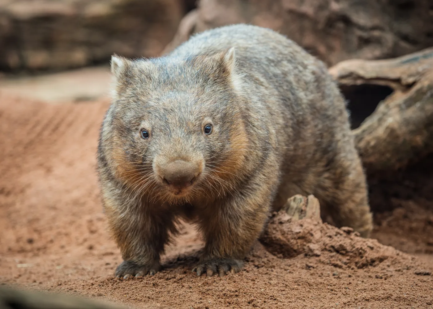 Aussie Big Five Wombat (1)