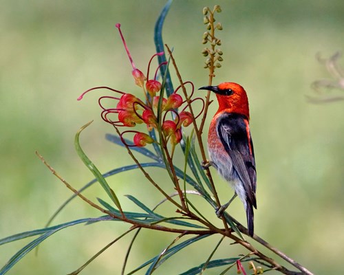 scarlet honeyeater bird on branch