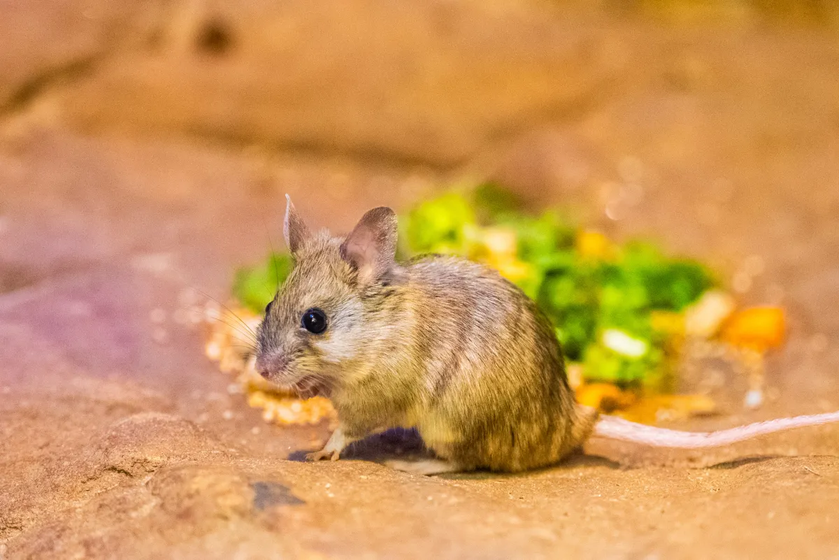 Rat Wikd The World's Cutest Rat Moves In To WILD LIFE Sydney Zoo! | WILD LIFE ...