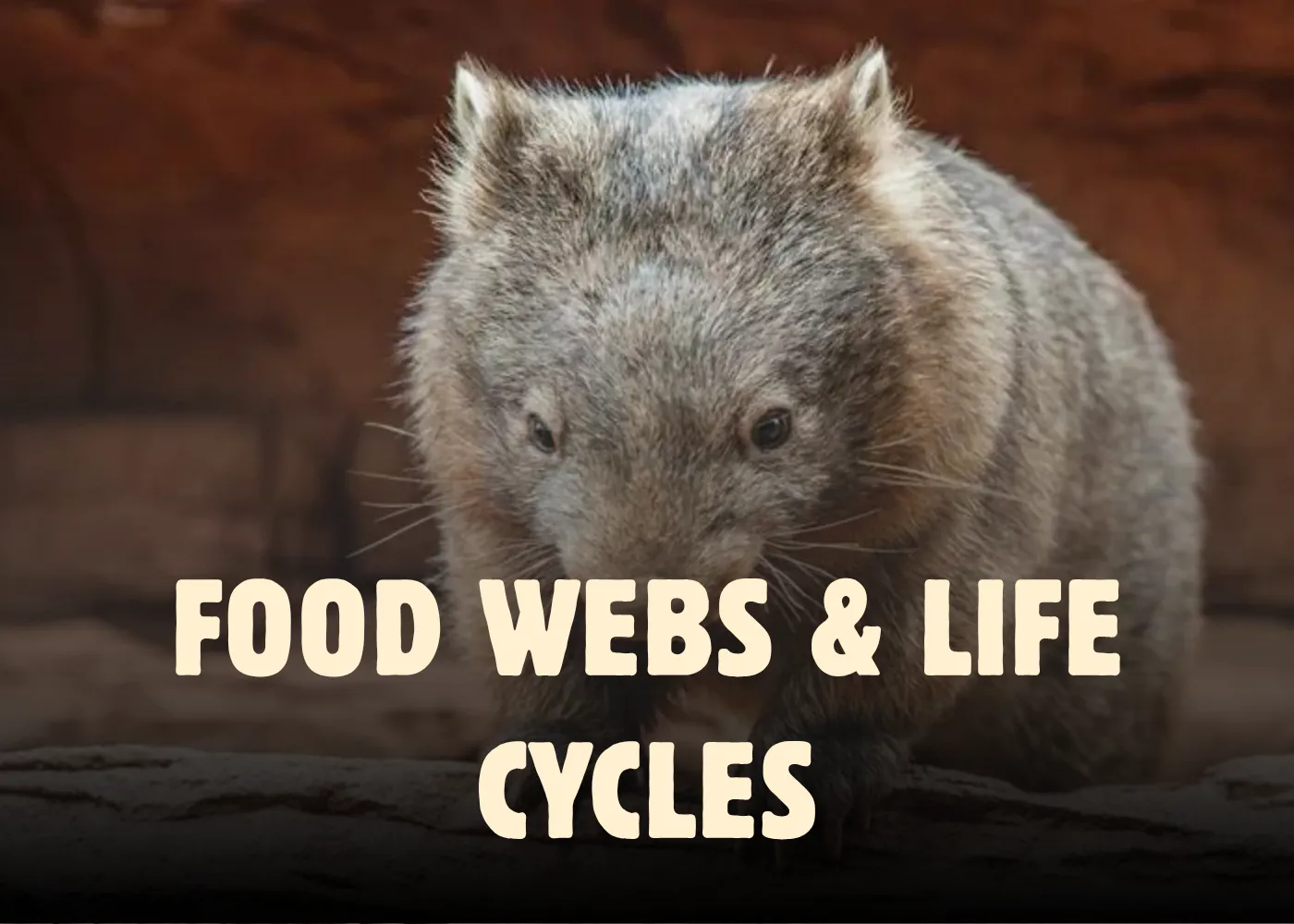 Food Webs Life Cycles