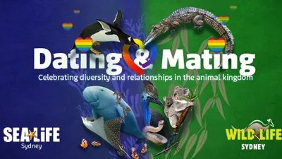 CLUSS2 DM Decoy 600X300