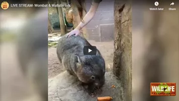 Wombat And Wallabies