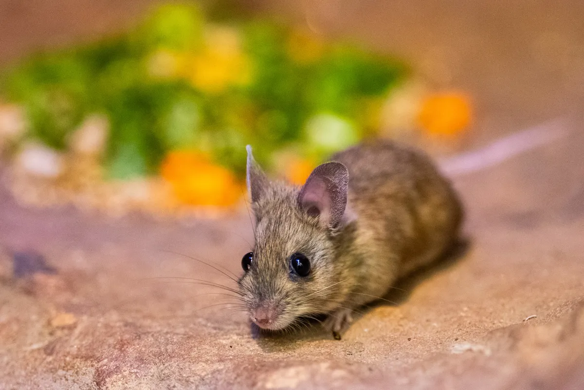 The World's Cutest Rat Moves In To WILD LIFE Sydney Zoo! | WILD LIFE ...