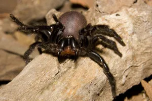 Funnel Web