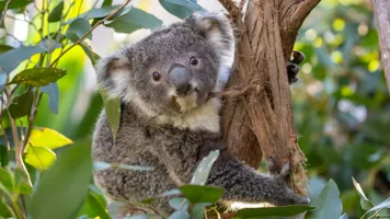 koala in tree