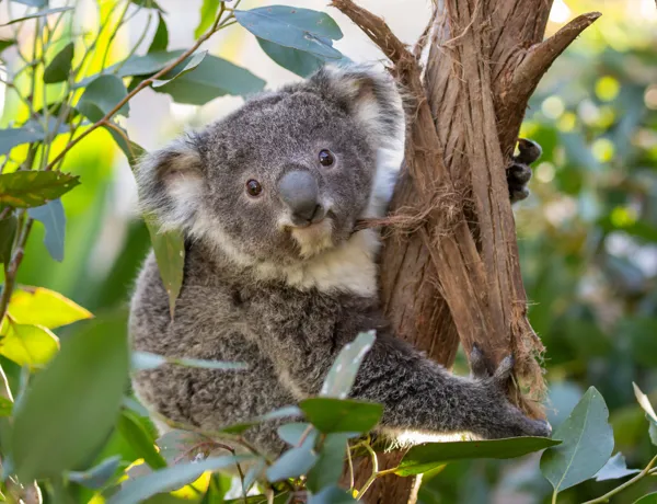 koala in tree