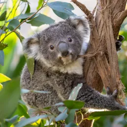 koala in tree
