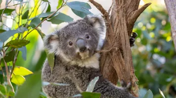 koala in tree