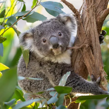 koala in tree