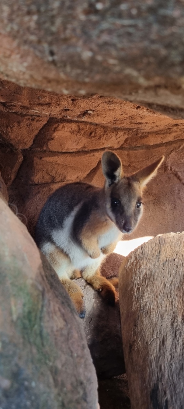Yellow-Footed Rock Wallaby 