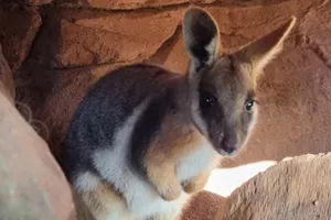 Yellow-Footed Rock Wallaby 