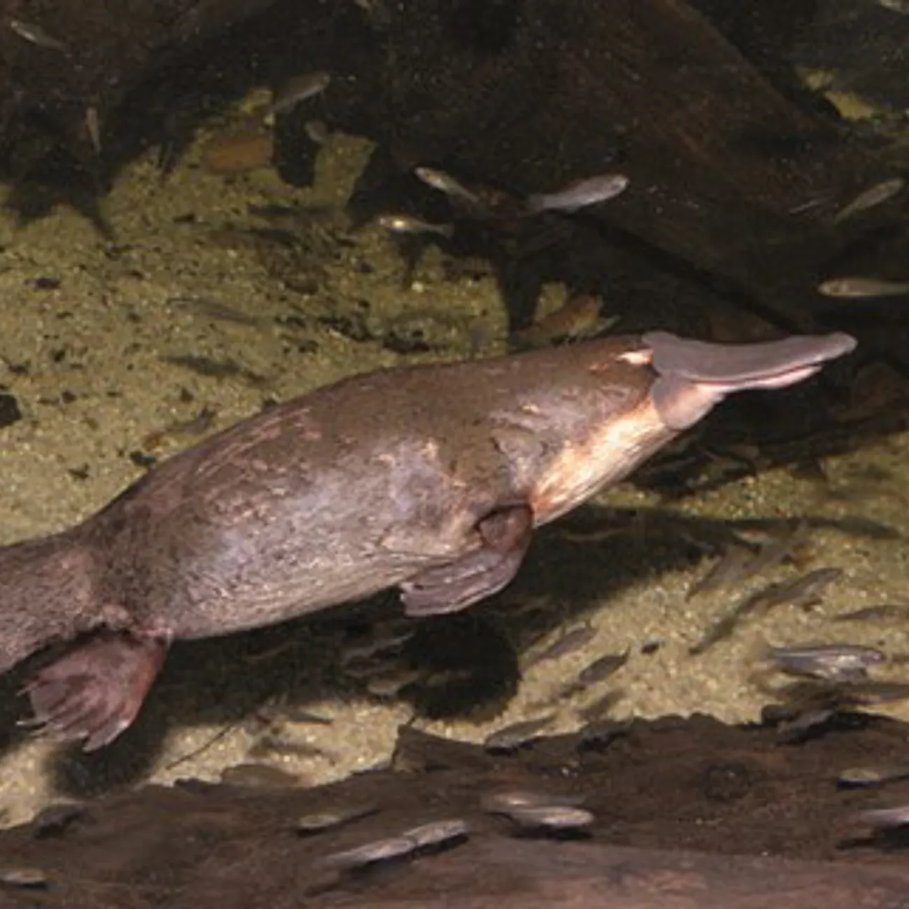Platypus WILD LIFE Sydney Zoo