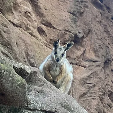 wallabies