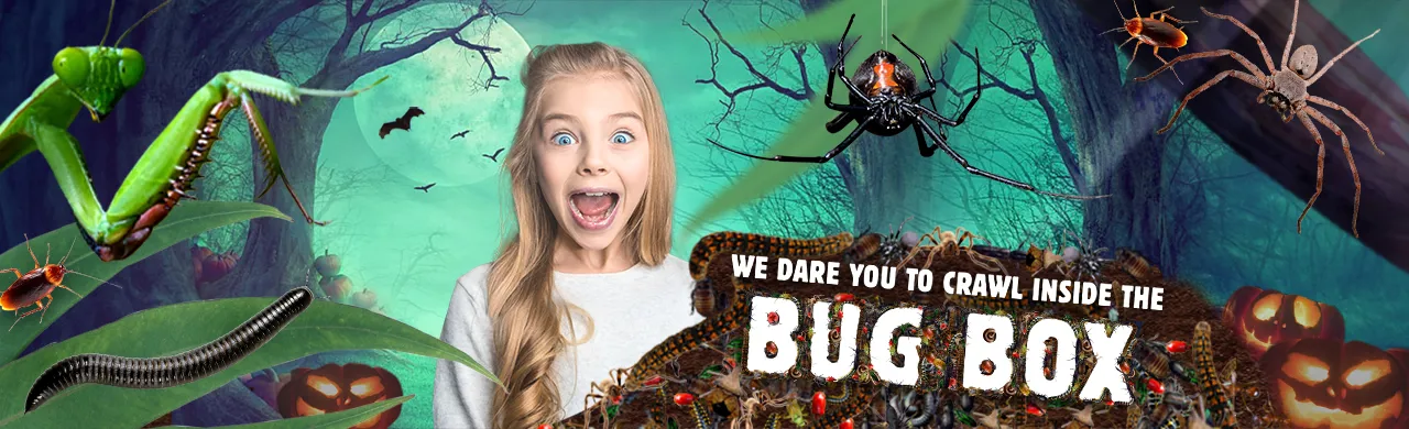 Bug Box | Invertebrate Exhibit | WILD LIFE Sydney Zoo