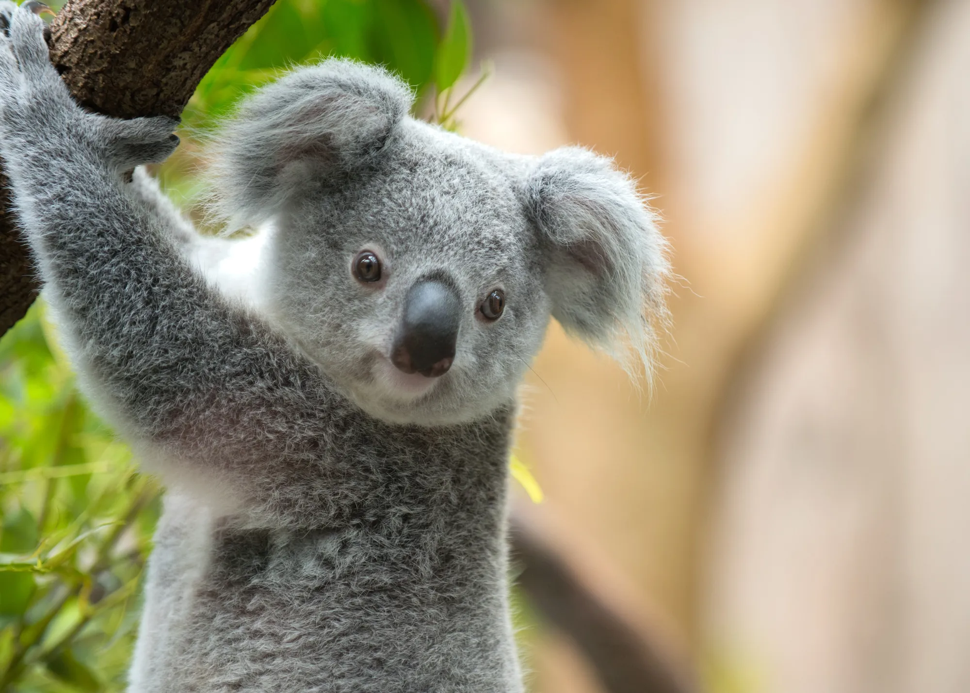 Koala At WILD LIFE Sydney Zoo 03