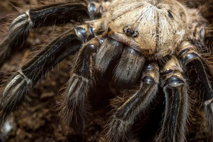 Australian Tarantula Spider At WILD LIFE Sydney Zoo 04