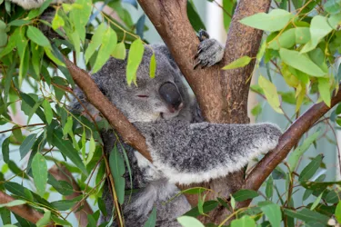 WILD LIFE Sydney Zoo Koala