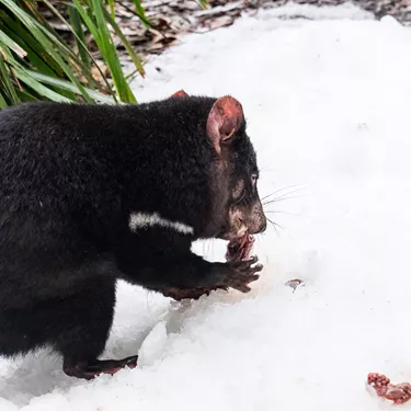 Tassie Devil Mirrin In The Snow 3 WILD LIFE Sydney Zoo