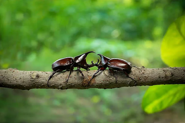 Rhinoceros Beetle At WILD LIFE Sydney Zoo 01