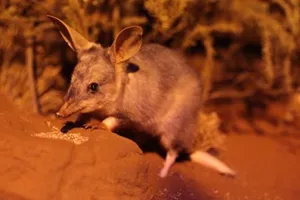 Greaterbilby