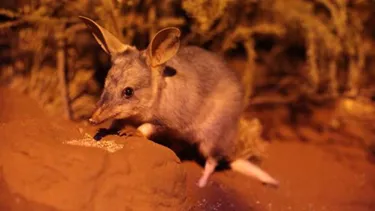 Greaterbilby