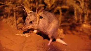 Greaterbilby