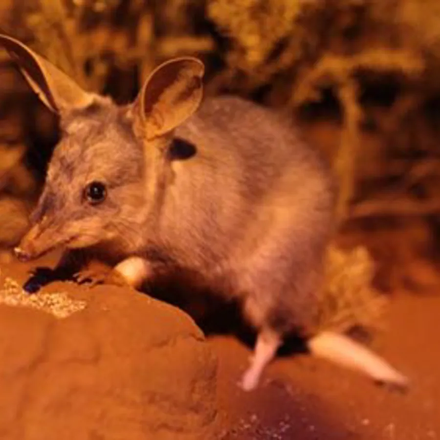 Nocturnal Species WILD LIFE Sydney Zoo