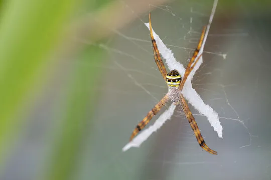 St. Andrew’S Cross Spider At WILD LIFE Sydney Zoo 02