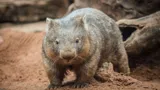 Wombat