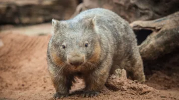 Wombat