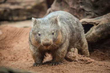 Wombat