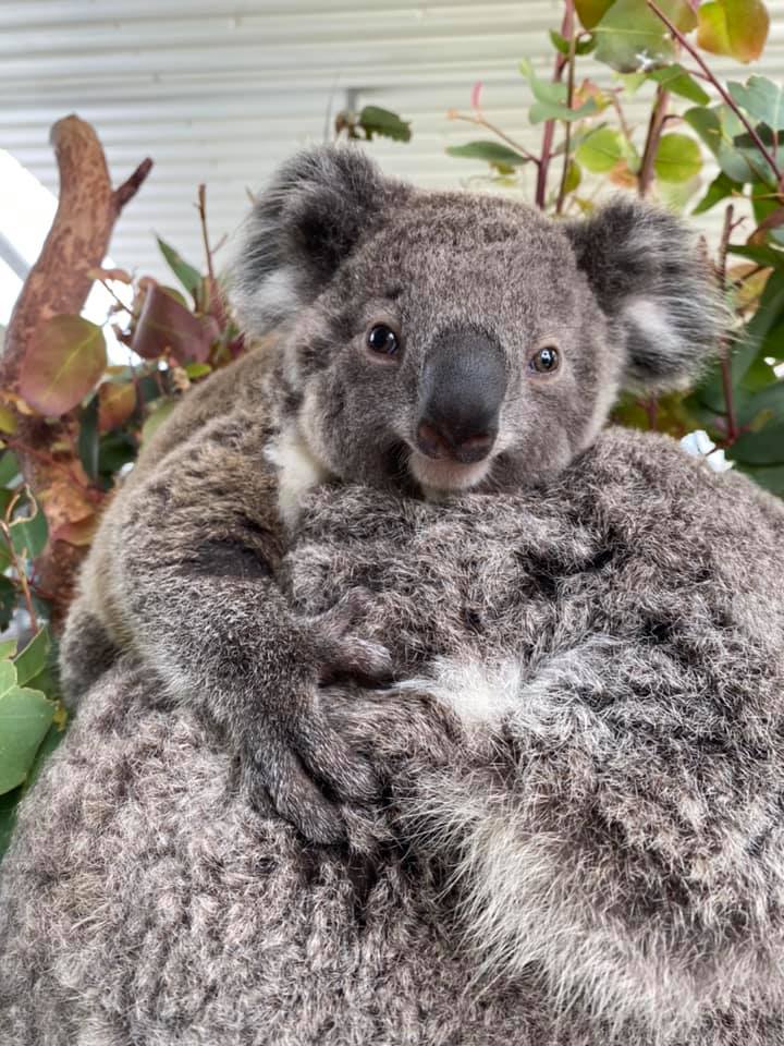Meet Our Cute And Cuddly Koalas | WILD LIFE Sydney Zoo