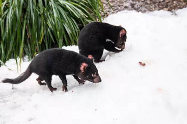 Tassie Devil Mirrin And Dharra In The Snow WILD LIFE Sydney Zoo