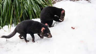 Tassie Devil Mirrin And Dharra In The Snow WILD LIFE Sydney Zoo