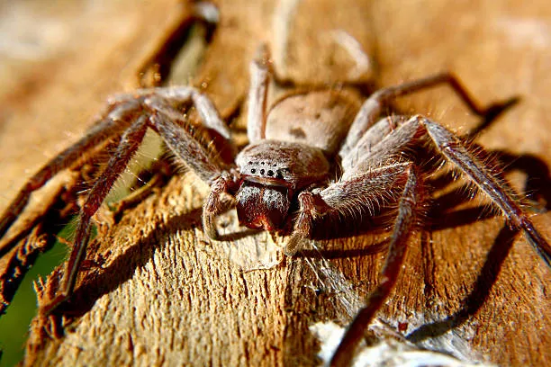 Australian Tarantula Spider At WILD LIFE Sydney Zoo 05