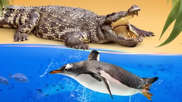 Cluster2 TT Ticketdecoy 600X300