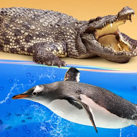 Cluster2 TT Ticketdecoy 600X300