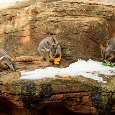 Yellow Footed Rock Wallabies WILD LIFE Sydney Zoo Welcomes Winter