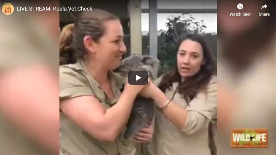 Koala Vet Check