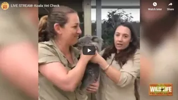 Koala Vet Check