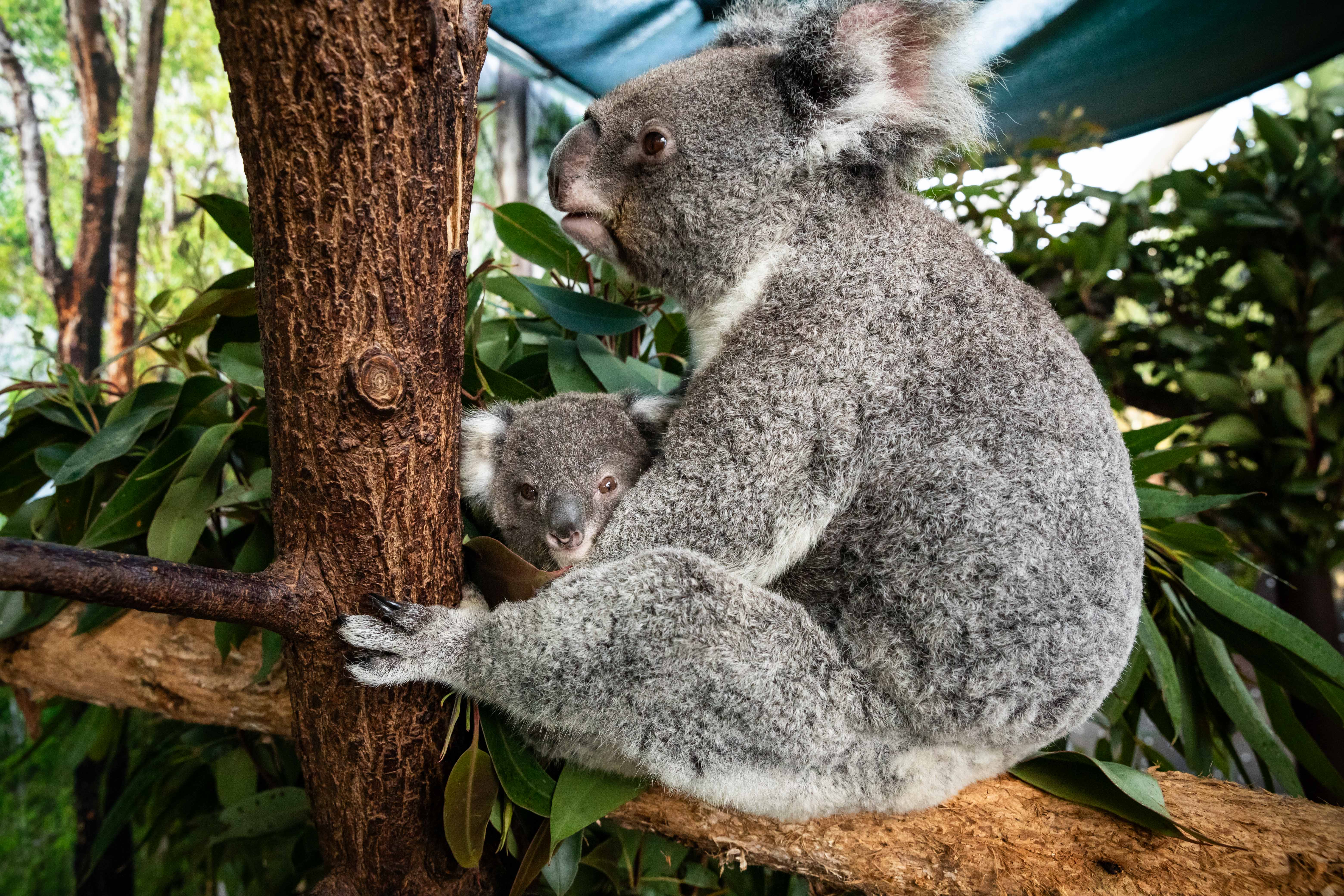 Koala Joey Parker With Mum Kyara WILD LIFE Sydney Zoo