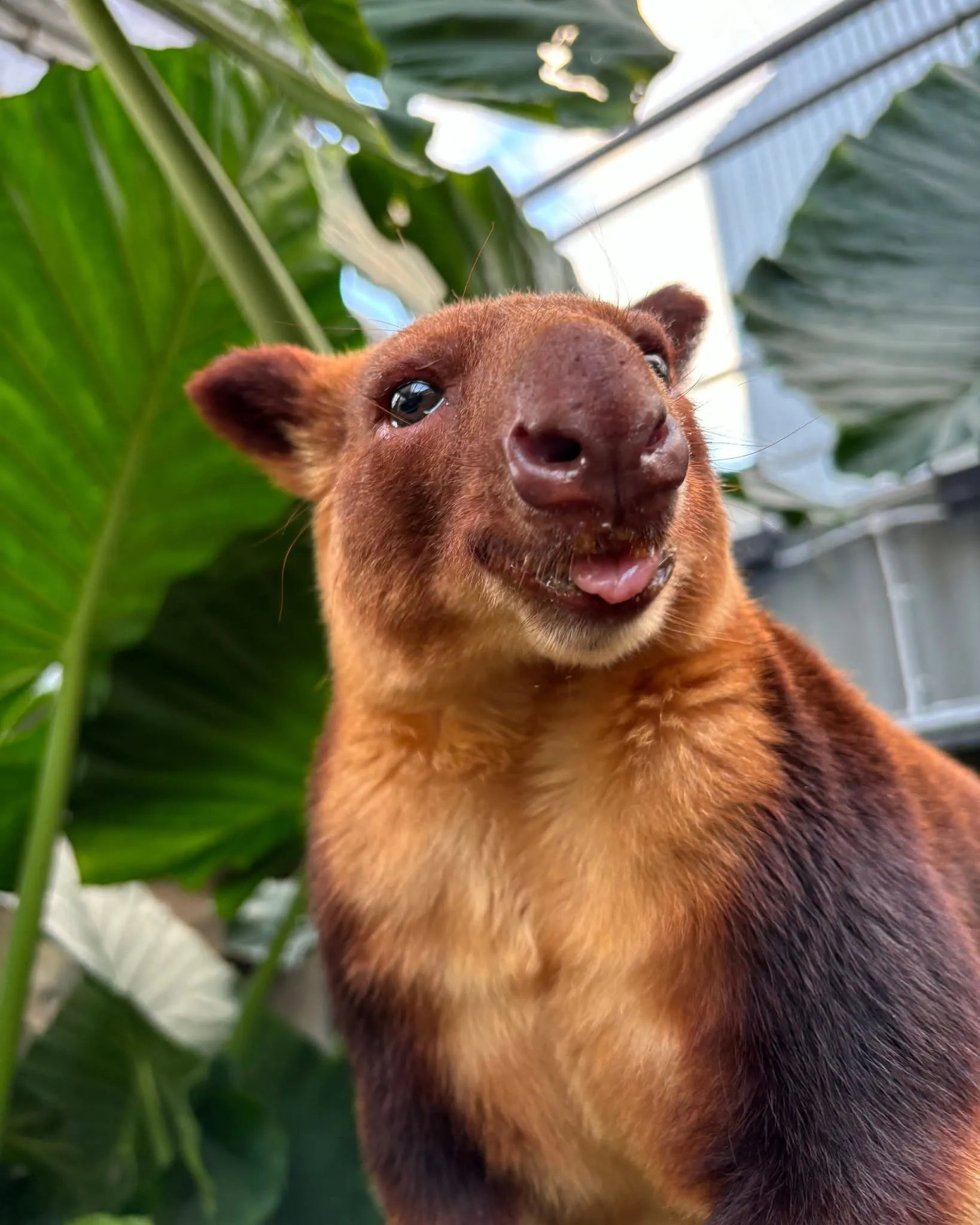 Dendrolagus Goodfellowi Goodfellow Tree Kangaroo Kofi WILD LIFE Sydney Zoo Tongue