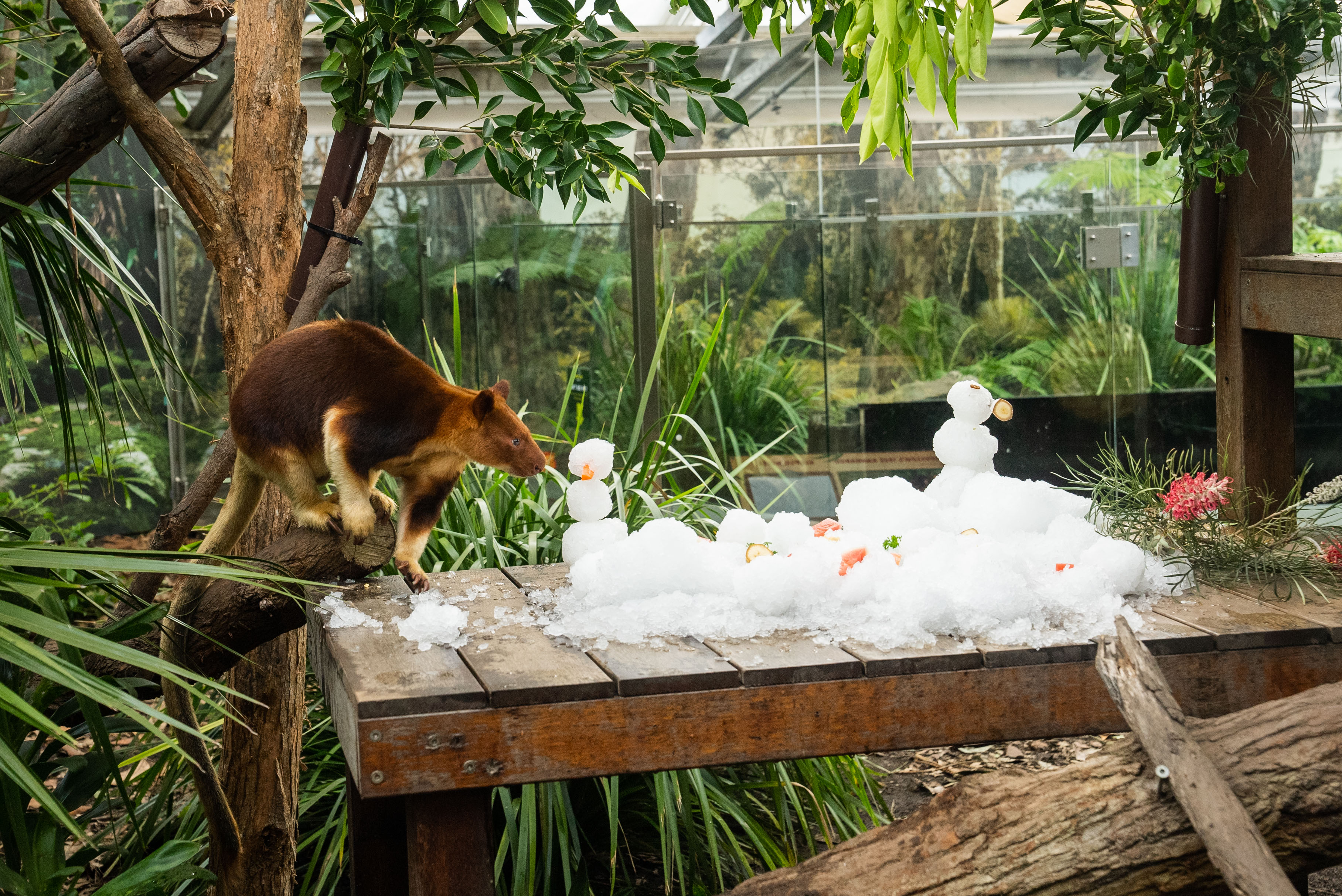 Kofi The Goodfellow's Tree Kangaroo WILD LIFE Sydney Zoo Welcomes Winter