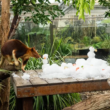 Kofi The Goodfellow's Tree Kangaroo WILD LIFE Sydney Zoo Welcomes Winter